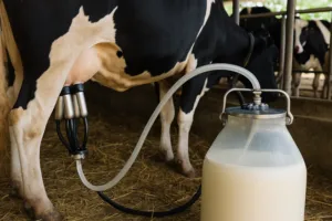 Produção de leite em fazenda no Brasil com ordenha automatizada
