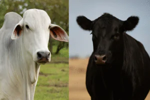 Nelore ou Angus Qual é Melhor para Seu Negócio