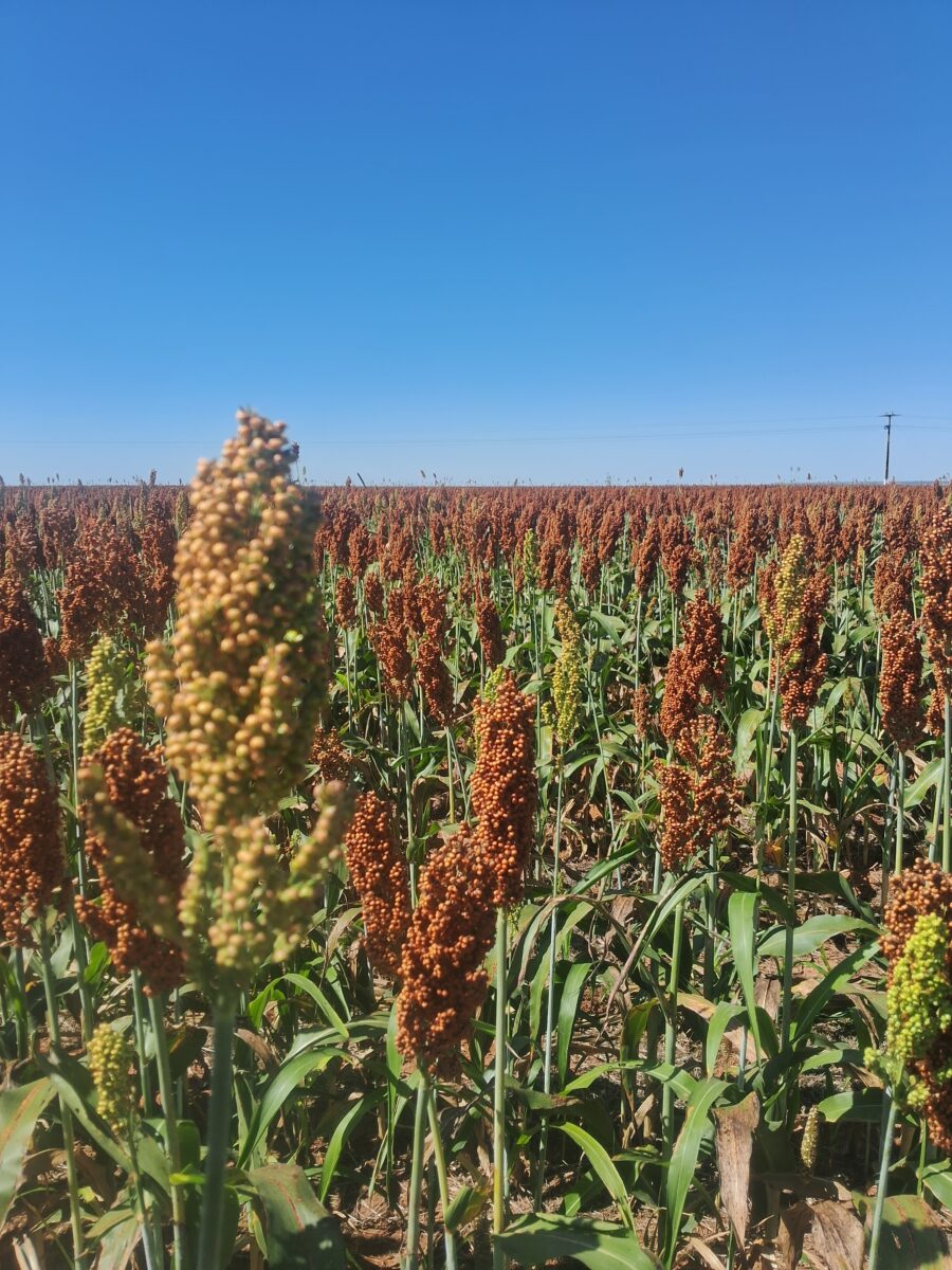 Sorgo no Oeste da Bahia: oportunidade sustentável no campo