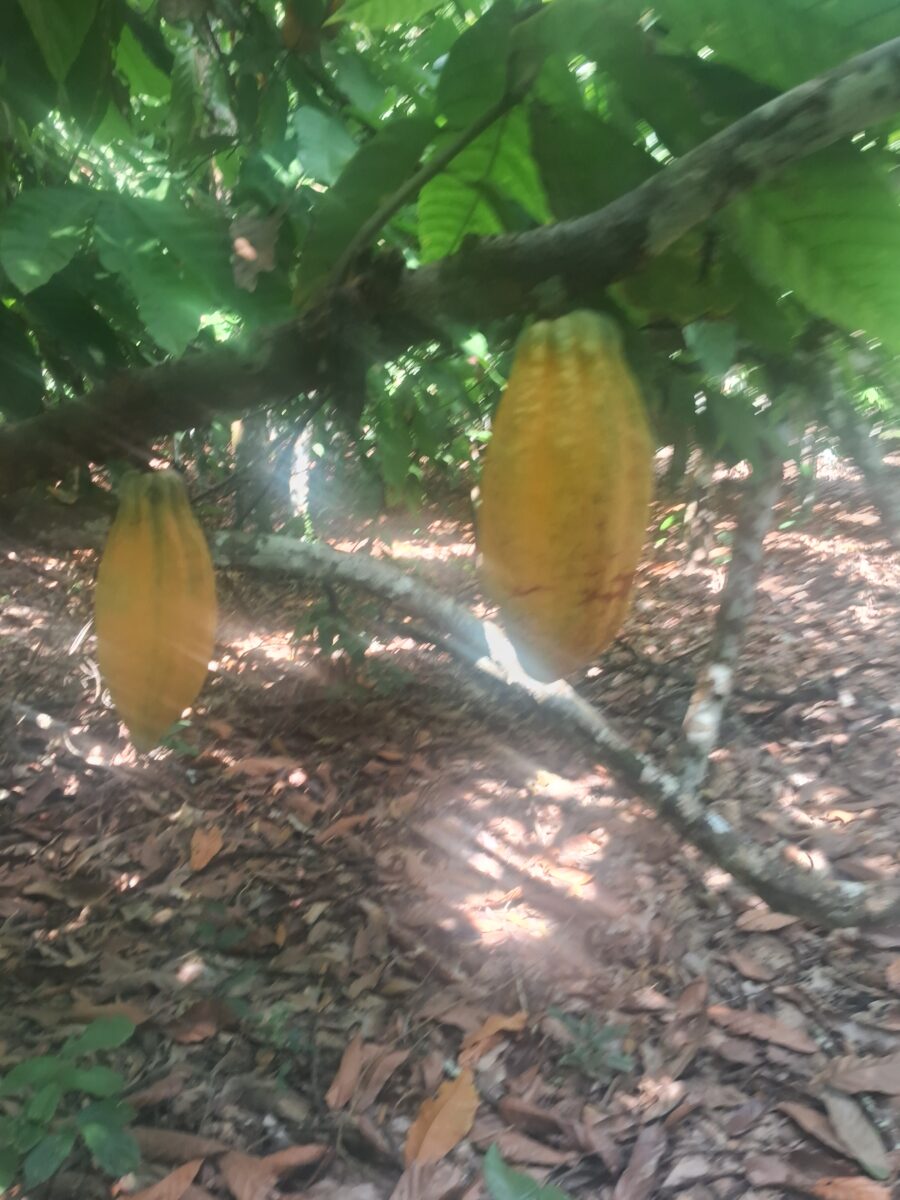 Cacau no Cerrado Baiano: Oportunidades e Obstáculos