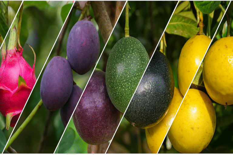 Fruticultura: Lucro Milionário na Agricultura Familiar