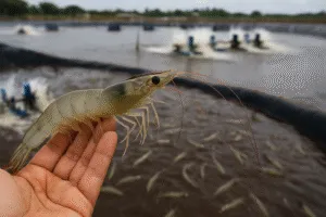 Biofloc Innovation in Intensive Shrimp Farming