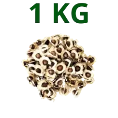 Sementes de Moringa Oleífera: Registradas no Ministério da Agricultura