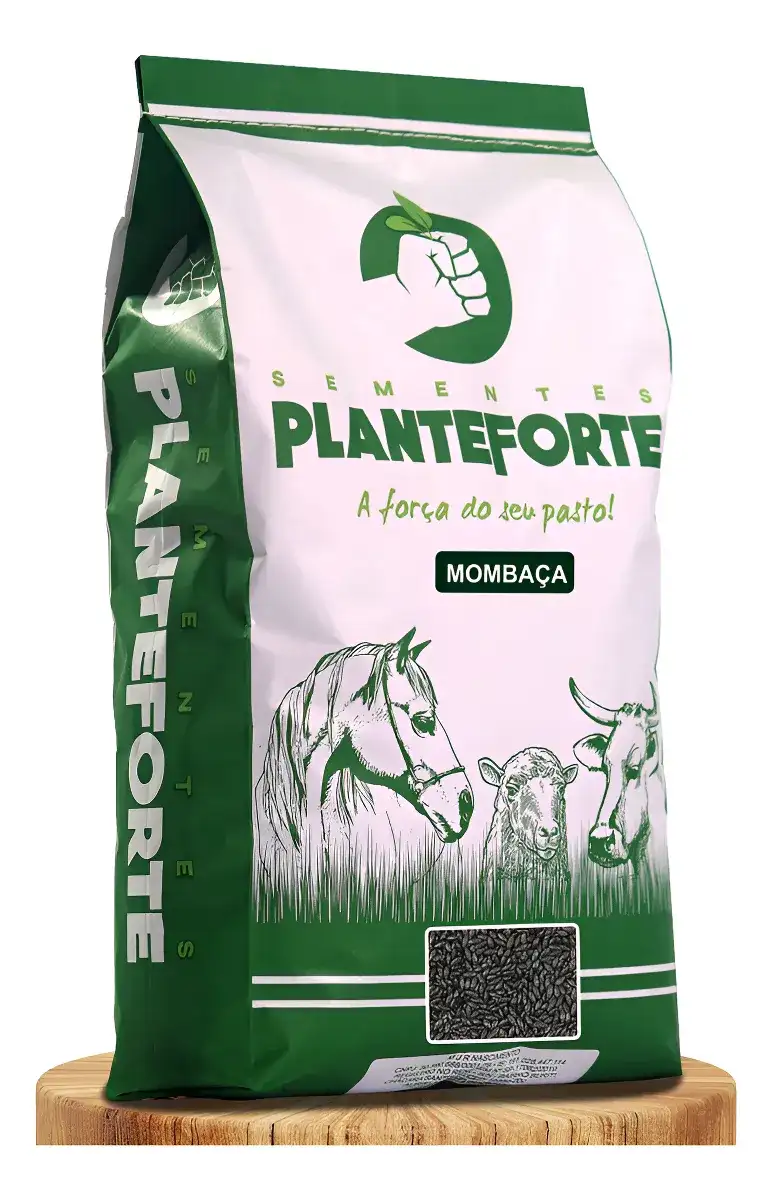 Semente Capim Mombaça Incrustada 10kg
