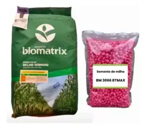 Semente Milho Bm 3066 Milho Verde Silagem 2.000 Sementes