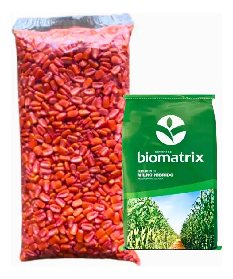 Semente Milho Resistente Lagarta e Roundup - BM 3077