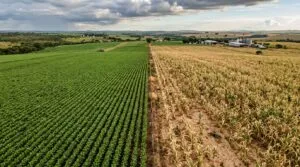 O que o 8º Boletim da Conab de Maio 2026 Revela: Soja Bate Recorde Histórico, mas Safrinha de Milho Ainda Divide o Agro Brasileiro
