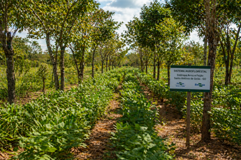Sistema Agroflorestal Dobra Carbono do Solo e Mantém Produção de Feijão no Cerrado