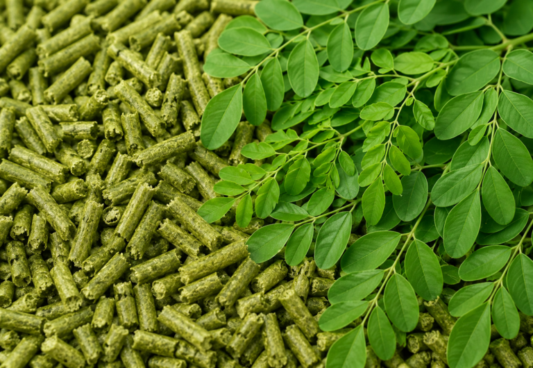 Pellet de Moringa Como a 'árvore da Vida' Vira Ração Proteica e Alivia a Conta do Cocho