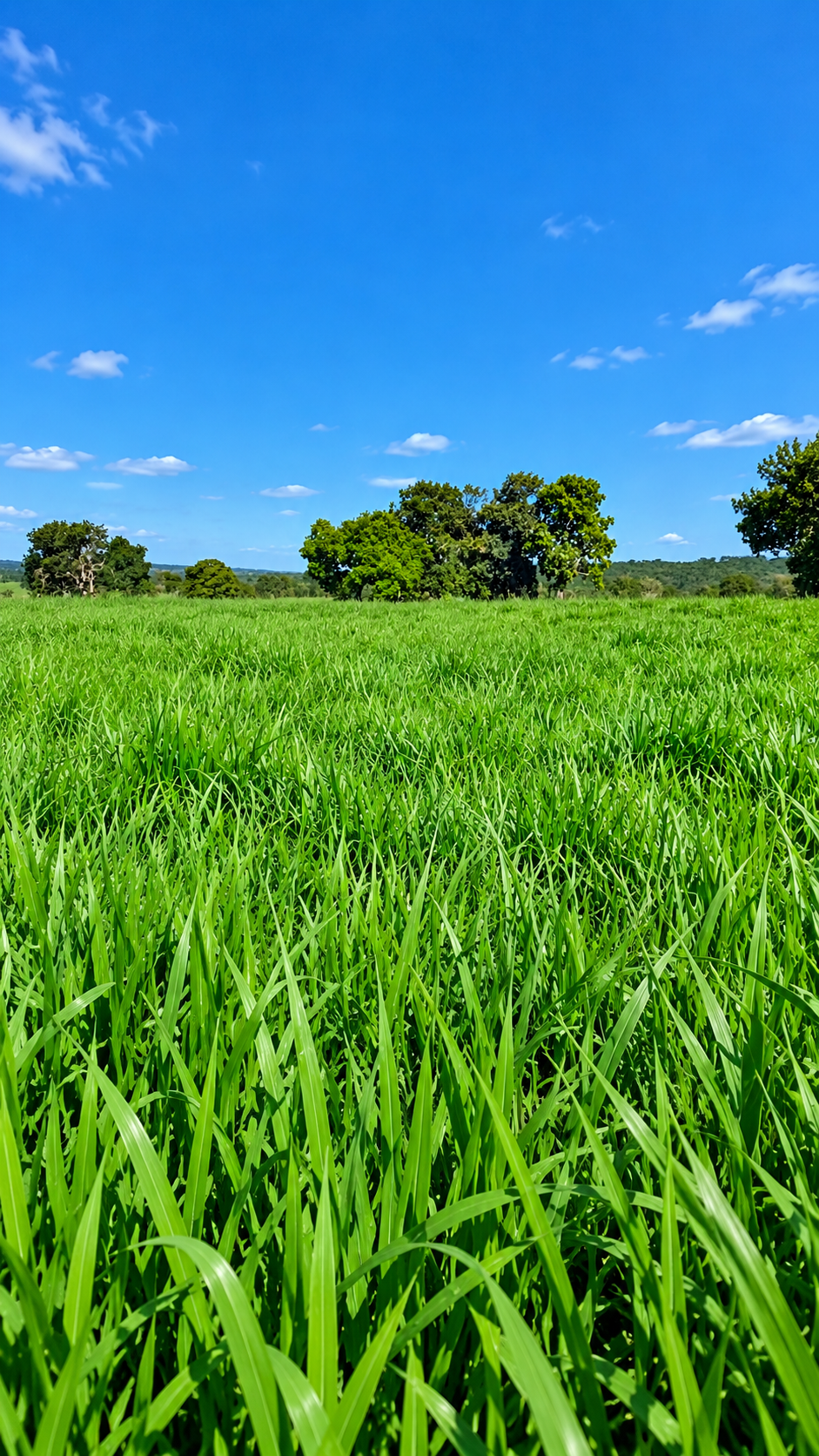 Capim Sabiá: características agronômicas, adaptação e desempenho na estação seca
